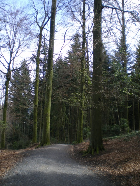 Gigelwald public forest, Lucerne